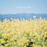 【神奈川】1月に見頃を迎える菜の花畑💛「二宮 吾妻山公園」