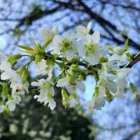 When Cherry blossom bloom in Thailand?