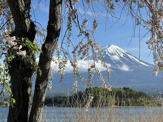A Perfect Day Trip from Tokyo to Lake Kawaguchiko – Nature, Culture, and Mount Fuji Views