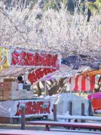 【埼玉】関東三大梅林‼️SLに乗って梅林の中を回れる⁉️ 
