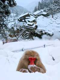 日本長野縣。地獄谷雪猴公園🦧Snow Monkey Park獼猴野生生態奇觀