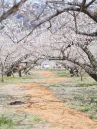 【群馬】12万本の梅の花が咲き誇る絶景✨榛名梅林で春の訪れを感じよう🌸 
