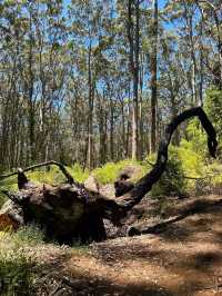 Boranup Forest Viewpoint