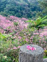 【沖縄】名護市 市街地と海を一望できる桜の名所へ