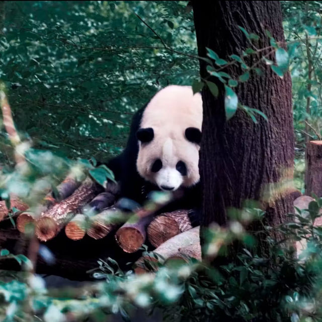 廣州動物園-市中心的動物世界