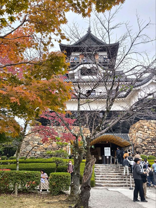 Day tour Nagoya - Inuyama castle 🏯