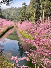 杉林溪：近山近花靜心