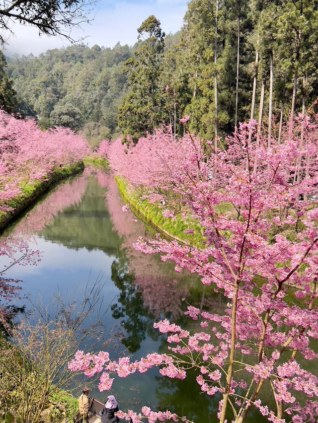 杉林溪：近山近花靜心