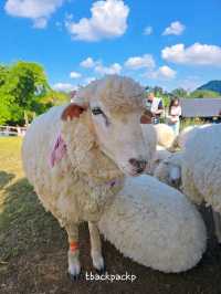 Abonzo ฟาร์มแกะสุดCute ที่เชียงราย 🐏🐑