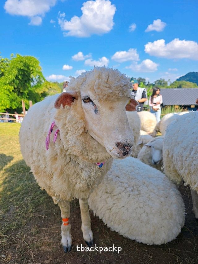Abonzo ฟาร์มแกะสุดCute ที่เชียงราย 🐏🐑