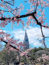 🌸 新宿御苑櫻花小心得！ 🌸