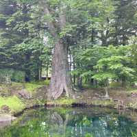 【日本山梨】忍野八海🏔️｜付費進入園區相當值得 