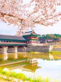 경주 월정교에서 만나는 분홍빛 벚꽃🌸