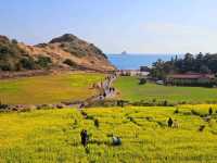 A great view of Canola field at Sanbangsan