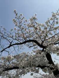 🌸 大阪毛馬櫻之宮公園：櫻花下的夢幻之旅 🌸