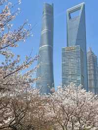 上海陸家嘴櫻花：現代都市中的春日浪漫