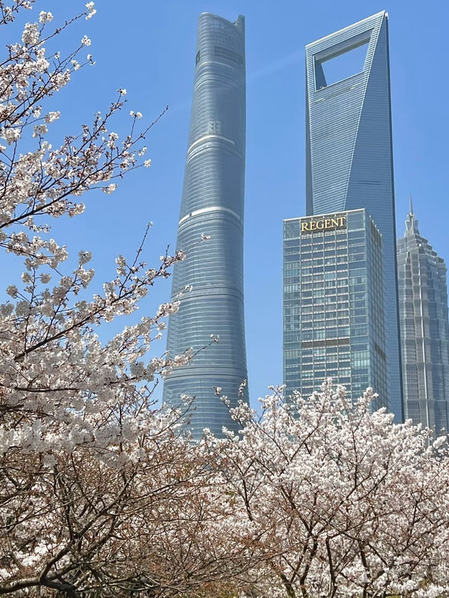 上海陸家嘴櫻花：現代都市中的春日浪漫