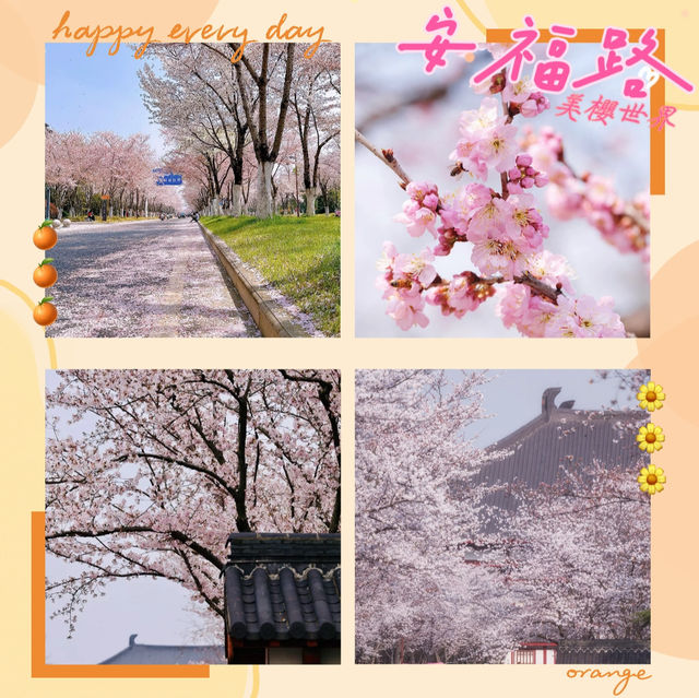 🌈安福路～櫻花之旅🌸