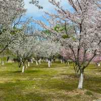 花溪公園·櫻花林中漫步