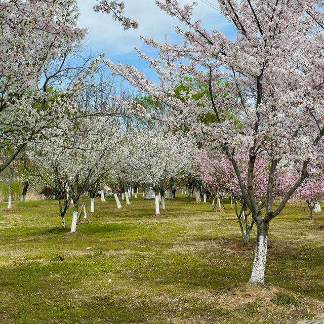 花溪公園·櫻花林中漫步