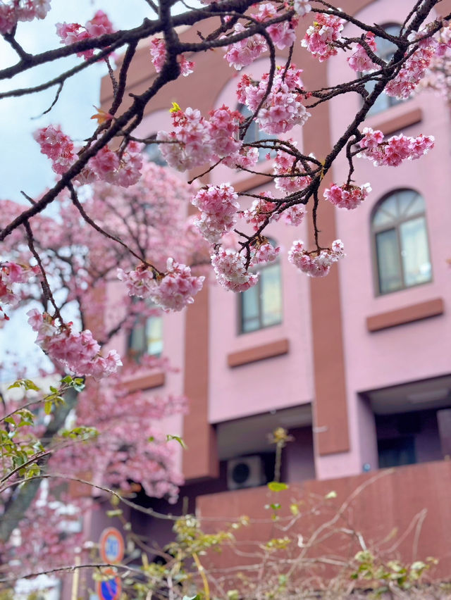 【熱海】河津桜より早い?!🌸お花見でやるべき3つのこと