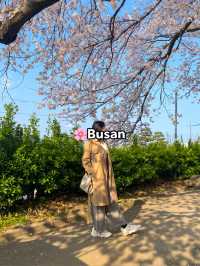 Top Spring Destinations in Korea🌸