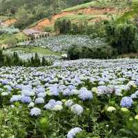 Blooms and Bliss: Discovering Dalat’s Hydrangea Garden"