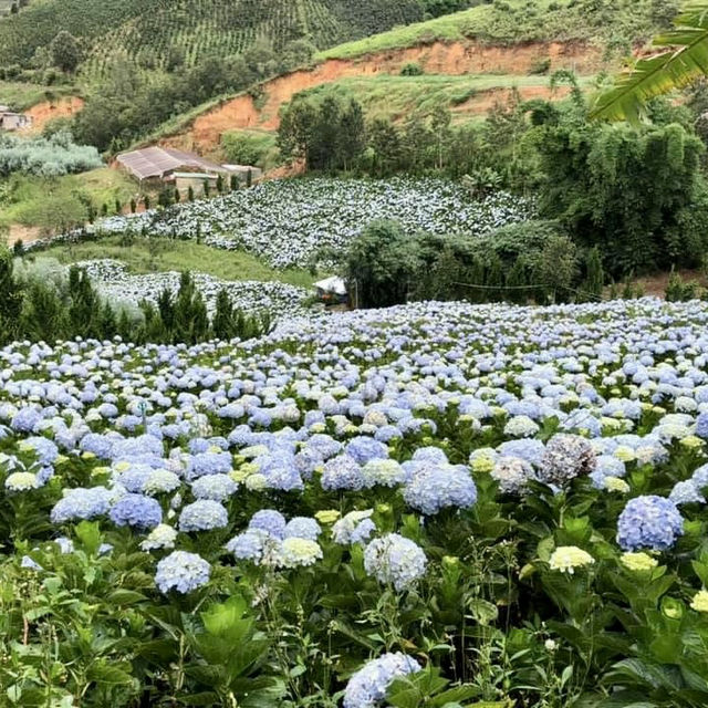Blooms and Bliss: Discovering Dalat’s Hydrangea Garden"