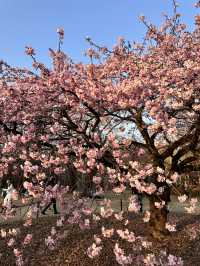 代代木公園的櫻花之美 🌸 