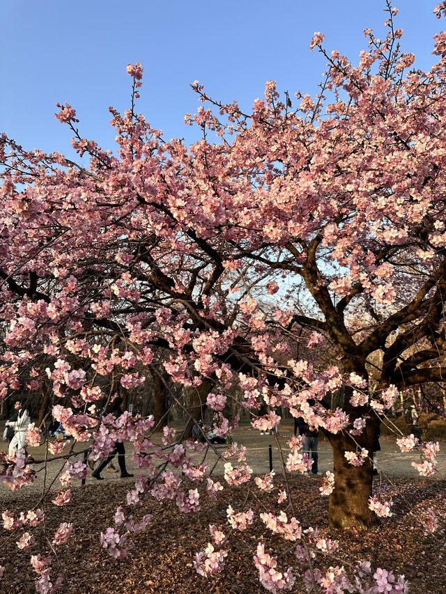 代代木公園的櫻花之美 🌸 
