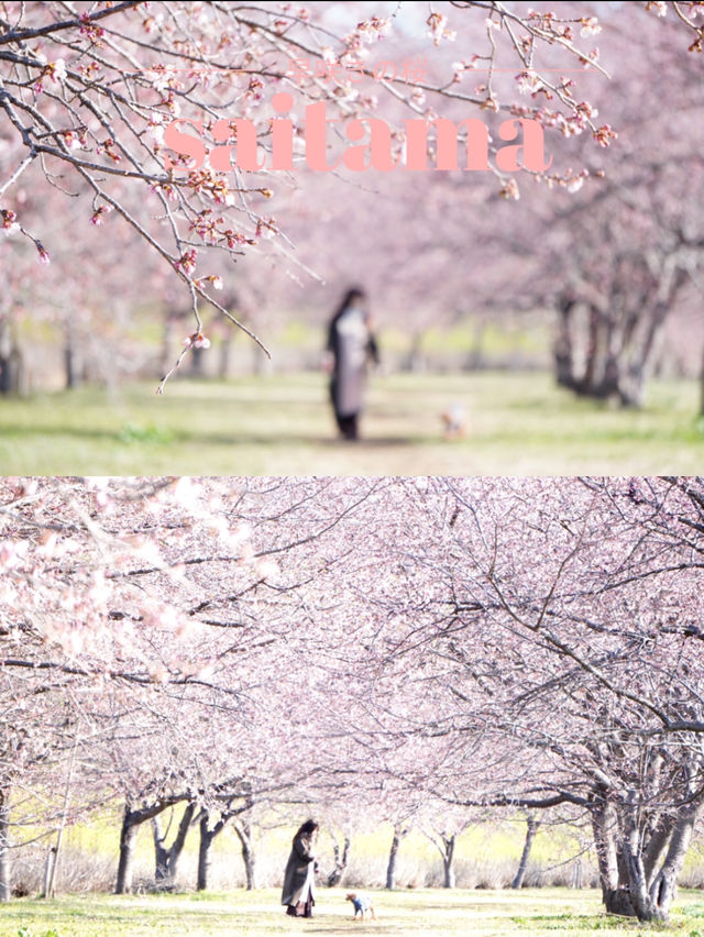 【埼玉×北浅羽桜堤公園】一足先に満開になる桜のスポット