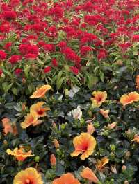 🌸 Spring in Ho Chi Minh City
