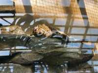 鳥羽水族館🪼蠻遠但值得一去