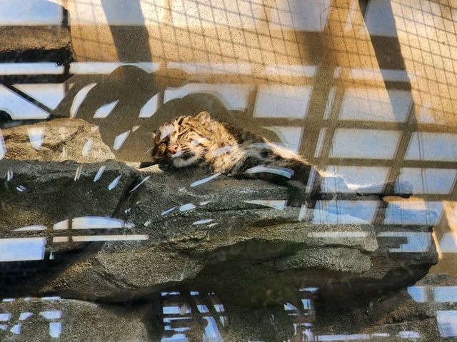 鳥羽水族館🪼蠻遠但值得一去