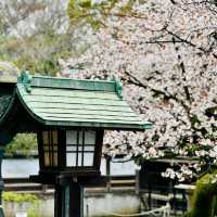 上野公園櫻花祭，池畔賞櫻野餐看祭典，浪漫又愜意！