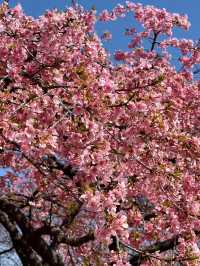 🌸 Sakura Blooming at Yoyogi Park 🌸