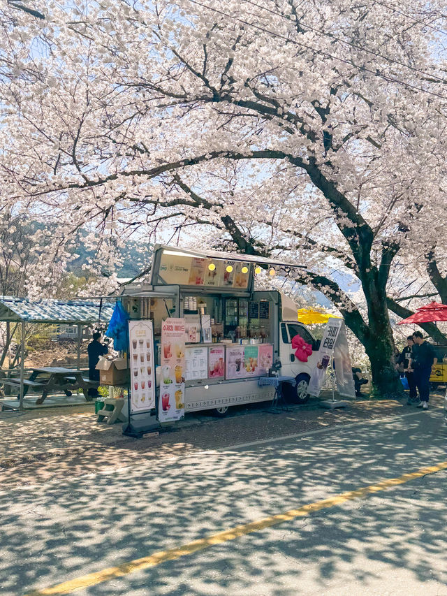 🌸벚꽃시즌🌸하동 벚꽃놀이 코스이대로💗
