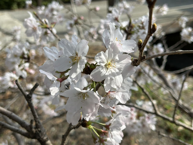Cheery cheery Cherry Blossom