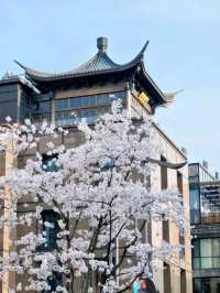 Binjiang Sakura Trail: Breathtaking Cherry Blossom Avenue