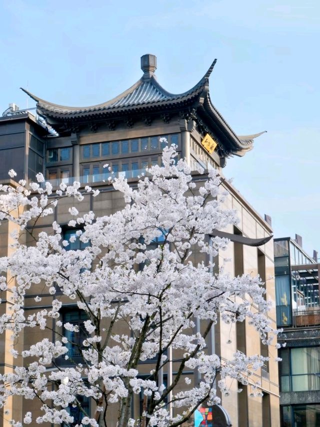 Binjiang Sakura Trail: Breathtaking Cherry Blossom Avenue