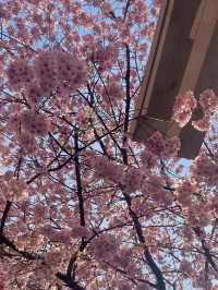 Mimosa & Kawazu Sakura: A Springtime Dream at Kuramae Shrine