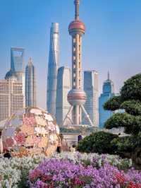 Shanghai City Walk & Spring Flower Viewing Guide 🌸
