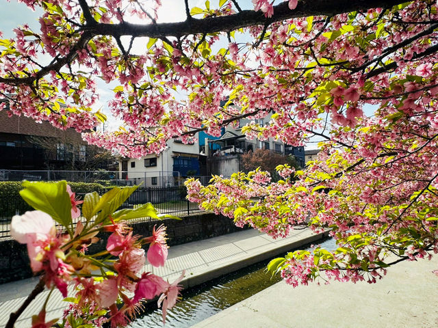 櫻🌸吹雪～淀之河津櫻