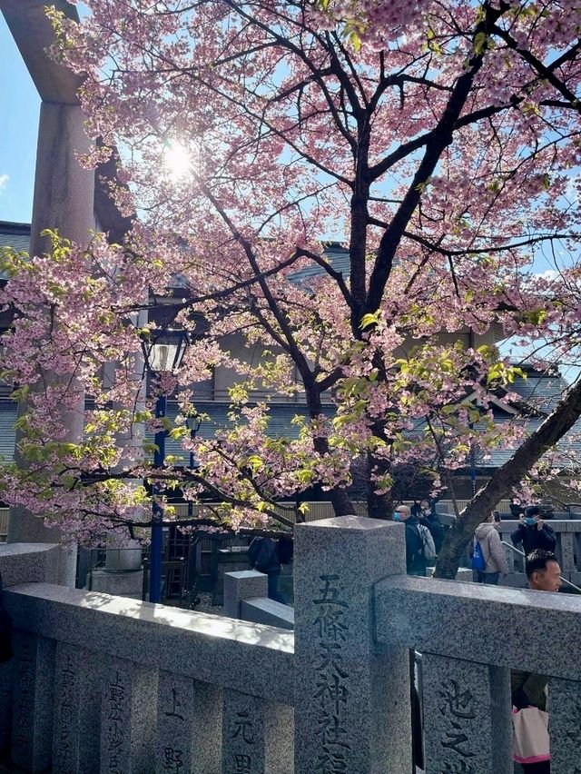 東京賞櫻的好地方🌸