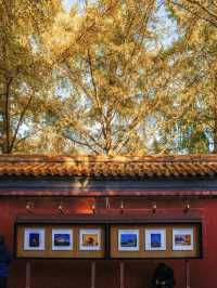 Fall Foliage & Views at Jingshan Park 🍁🍂