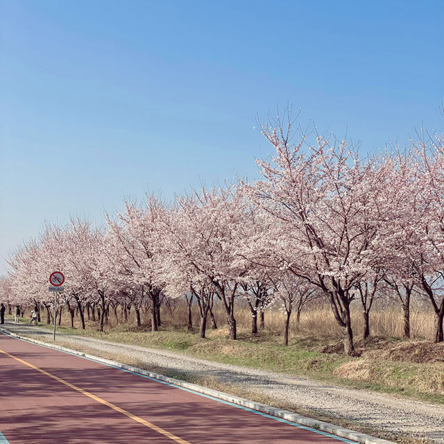 서울 근교 겹벚꽃의 성지 알려드립니다!