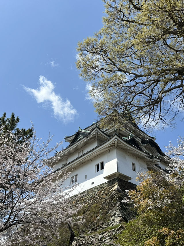 滿開的櫻花城～和歌山城
