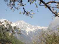 A Blossom Surprise: Cherry Flowers in Full Bloom at Blue Moon Valley
