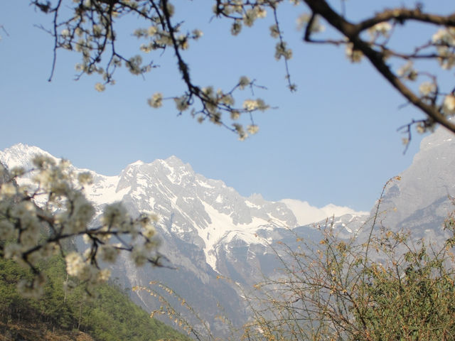 A Blossom Surprise: Cherry Flowers in Full Bloom at Blue Moon Valley