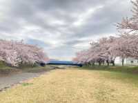 グリーンパーク山東：桜とキャンプで自然満喫！🌸⛺